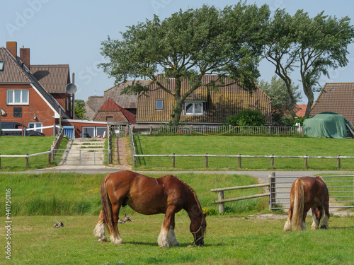 Hallig Hooge in der Nordsee photo