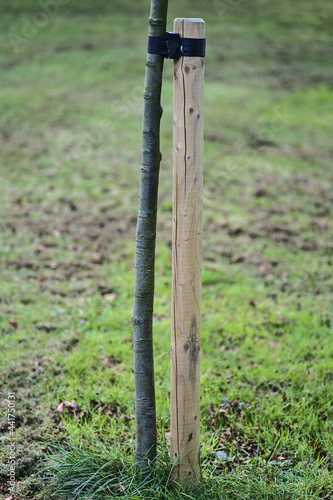 Beautiful spring vertical closeup view of single small tree with stake and tie to protect from the wind, Ballawley Park, Sandyford, Dublin, Ireland. High resolution. Young tree support