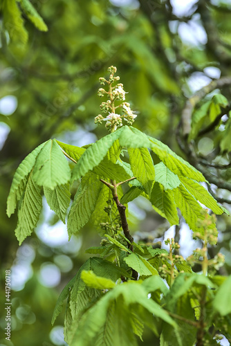 Beautiful closeup view of spring chestnut (Castanea) tree buds and young leaves growing in Ballawley Park, Sandyford, Dublin, Ireland. Soft and selective focus. High resolution photo