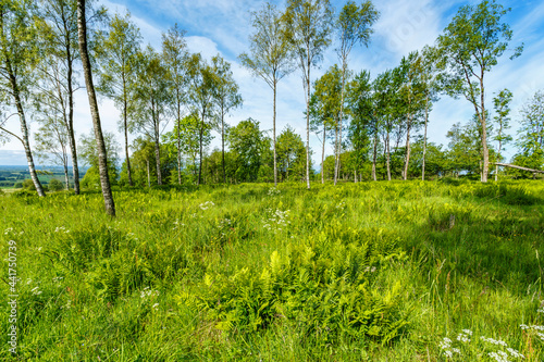 Birch Trees pasture with ferns and flowers © Lars Johansson