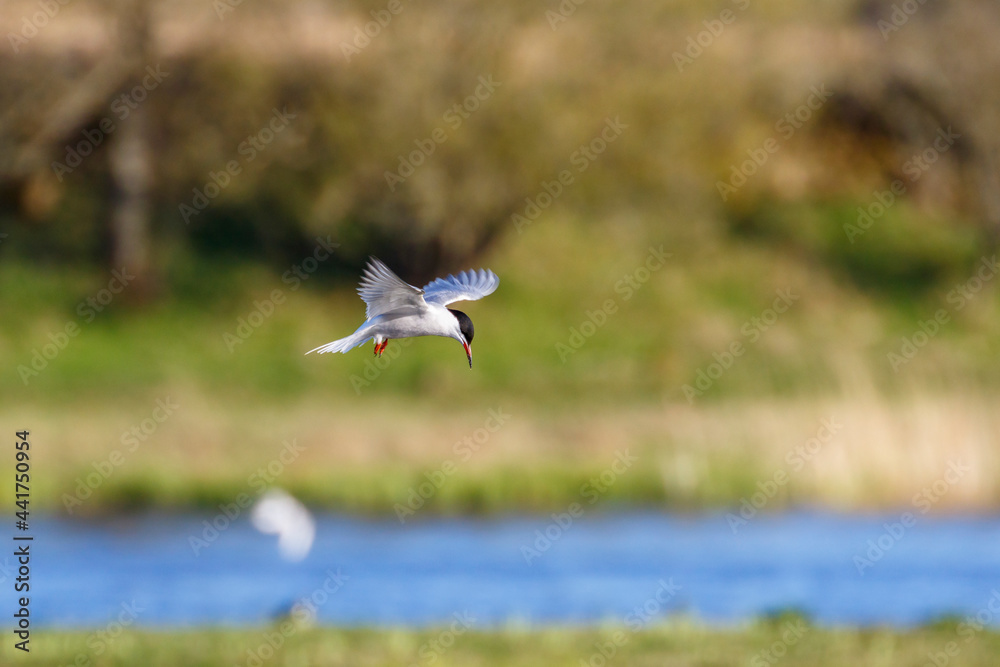 Common Tern flying over a lake Common Tern flying over a lake