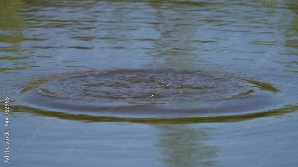 Rear view of duck starting to dive in slow-mo Rear view of duck starting to dive in slow-mo