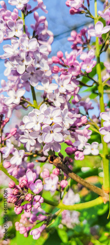 Blooming violet lilac flowers on the defocused garden background. Purple lilac flowers spring blossom background. 
