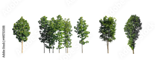 The collection of trees, Set of Isolated trees on white background