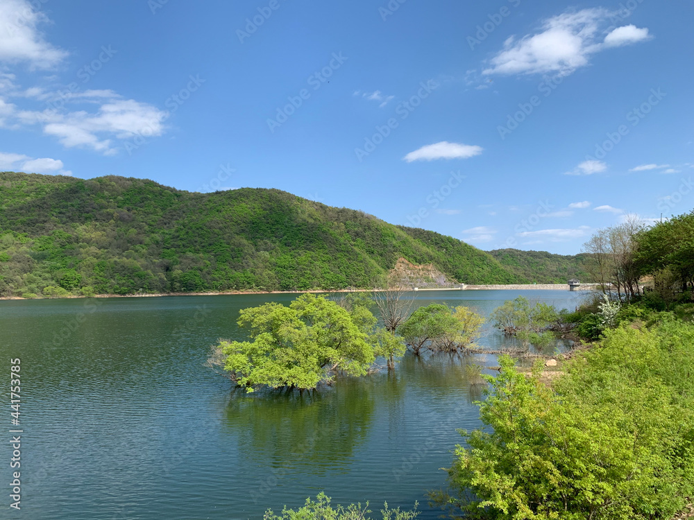 lake in the forest