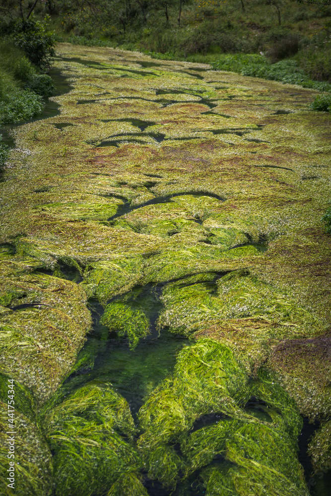 moss on the rocks