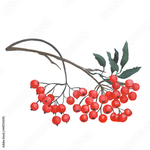 Red ripe rowan berries bunches set, realistic illustration isolated on white backgroundHand painting. For printing on postcards, stickers, notebooks, dishes, fabrics, paper, textile. photo