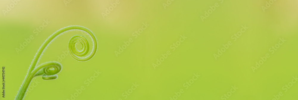 Closeup nature view of green leaf in garden at summer under sunlight. Natural green plants landscape using as a background or wallpaper Closeup nature view of green leaf in garden at summer under sunlight. Natural green plants landscape using as a background or wallpaper