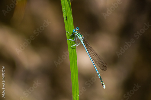 blue dragonfly on a leaf