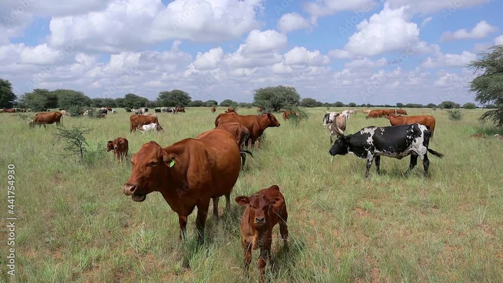 Herd of free-range cattle grazing in grassland on a rural farm, South Africa