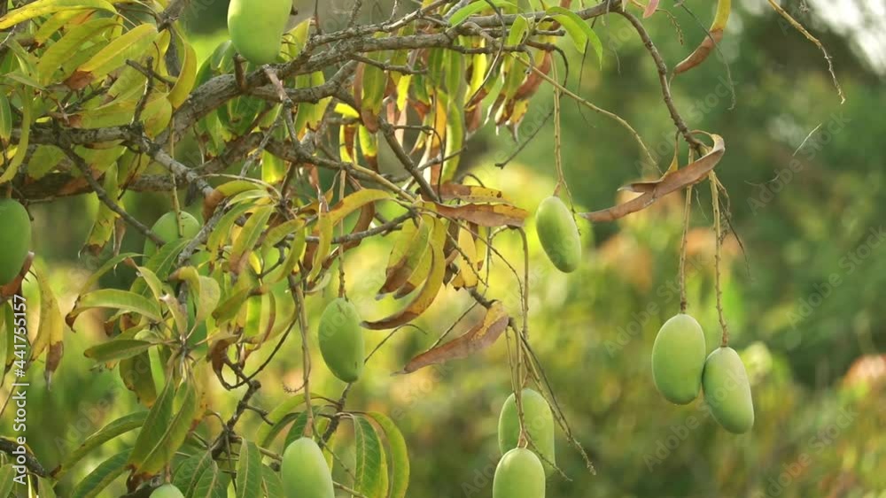 mango fruit hanging from the stalk of the tree,mango farm,agricultural concept,sweet,tropical food,raw mango Fruit On The Tree