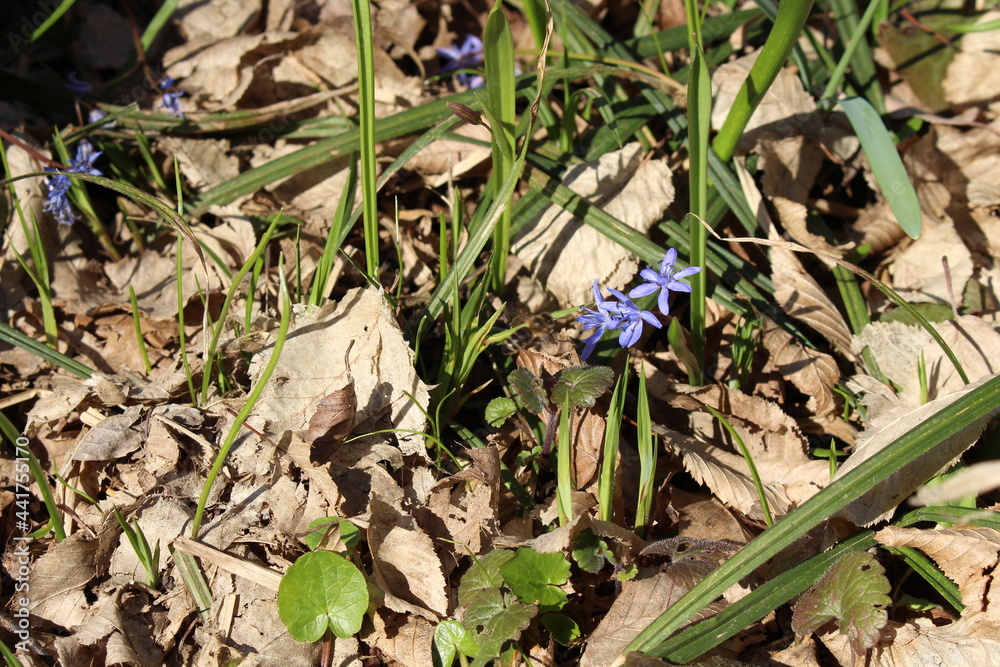 Delicate blue galanthuses bloom among dry last year's leaves in a spring forest Delicate blue galanthuses bloom among dry last year's leaves in a spring forest