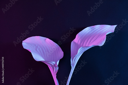 Futuristic two leaves of a plant in cyberspace on a black background. Modern minimal concept of nature in the future.