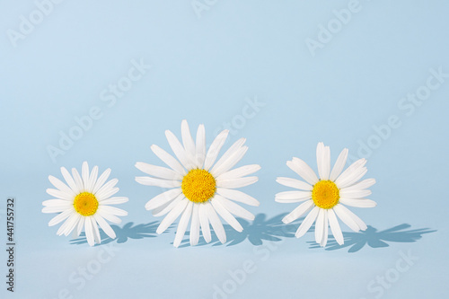 Three bold surreal trend chamomile flower on a blue background. Contemporary minimal graphic poster.