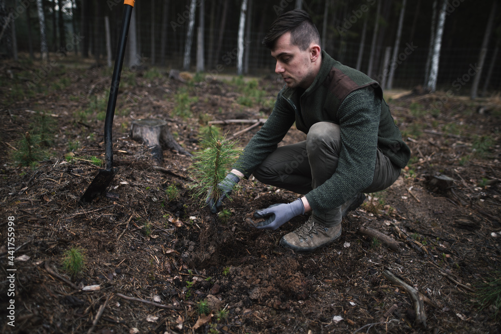 Close-up on a young man in a green clothes plants a young pine seedling in the forest. Work in forest. Pinus sylvestris, pine forest. Close-up on a young man in a green clothes plants a young pine seedling in the forest. Work in forest. Pinus sylvestris, pine forest.