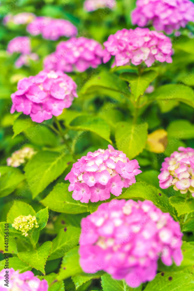 Fototapeta premium 公園に咲く梅雨の時期の紫陽花