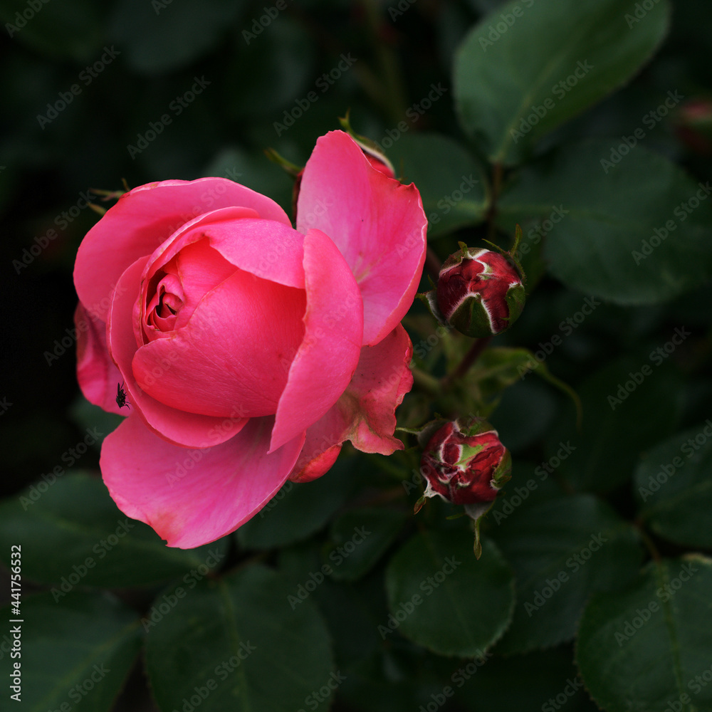 Obraz premium Red Rose