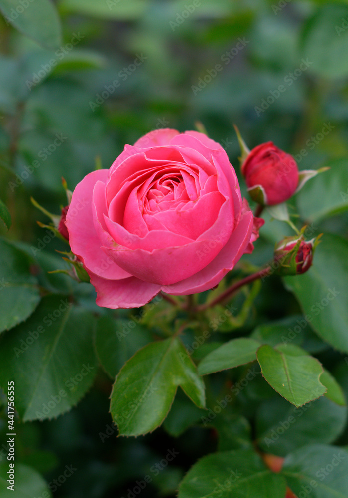 Fototapeta premium Red Rose