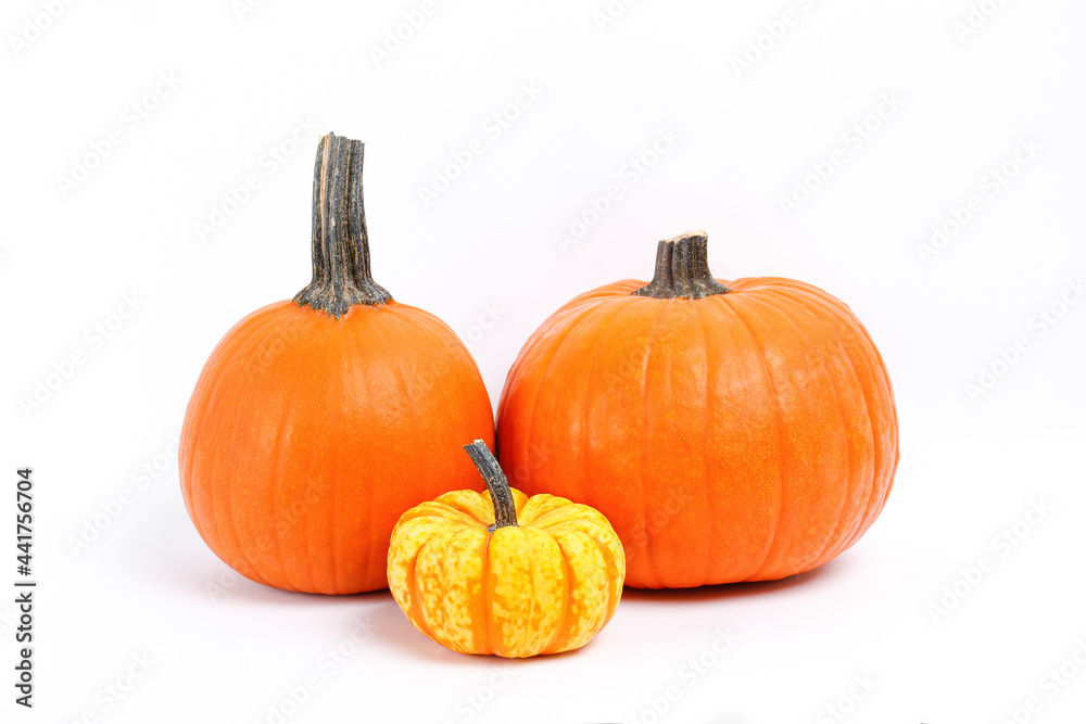Close up shot of a classic orange and baby boo pumpkins isolated on white background as a symbol of autumnal holidays with a lot of copy space for text. Close up shot of a classic orange and baby boo pumpkins isolated on white background as a symbol of autumnal holidays with a lot of copy space for text.