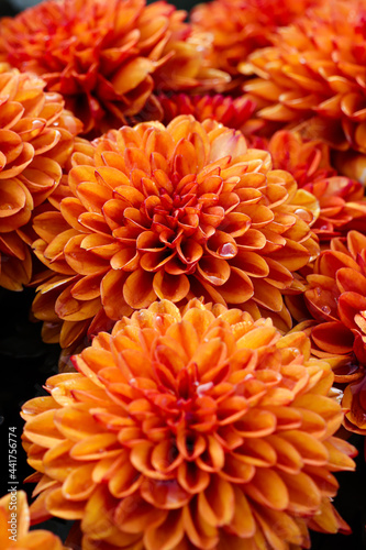 Bunga Krisan also known as seruni in Indonesian. Chryssanths flowers is flowering plants of the genus Chrysanthemum in the family Asteraceae. Use for wedding flowers  background  decoration  etc