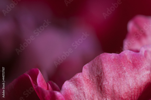 Peony flower fragment macro shot