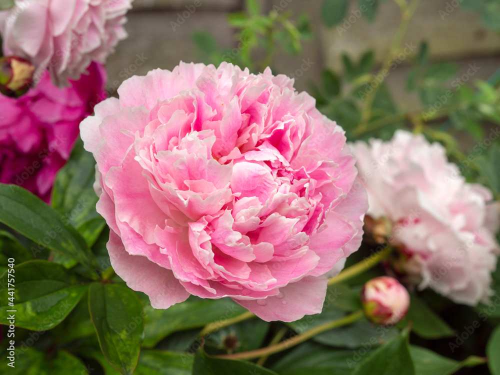 Closeup of a beautiful pink Peony bloom