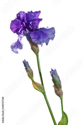 Blooming Violet iris garden flower isolated on white background. Summer floral background