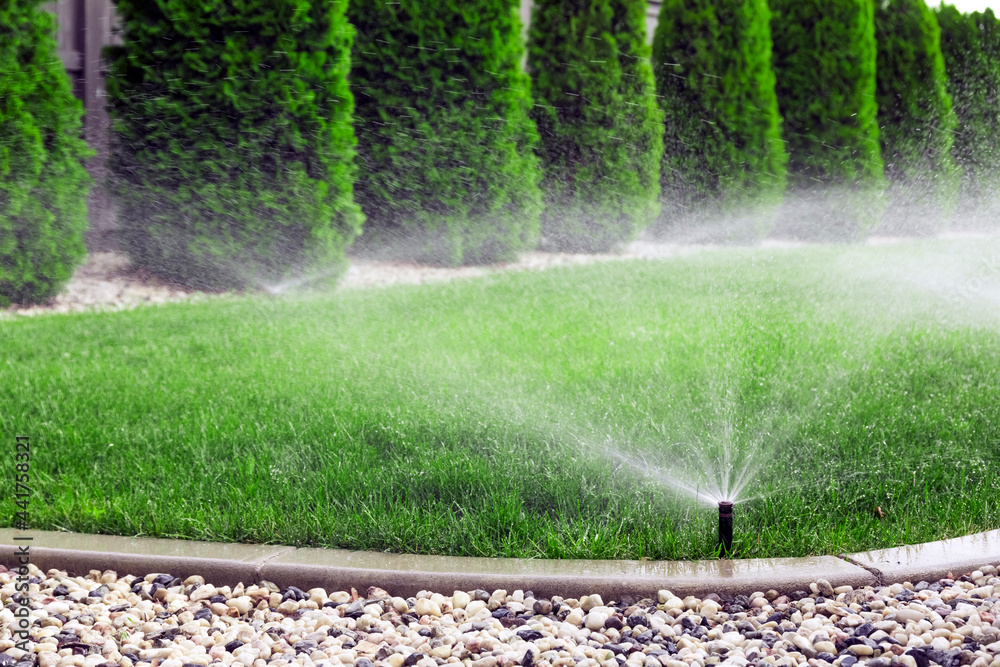 Sprinklers watering grass, green lawn in garden - obrazy, fototapety, plakaty 