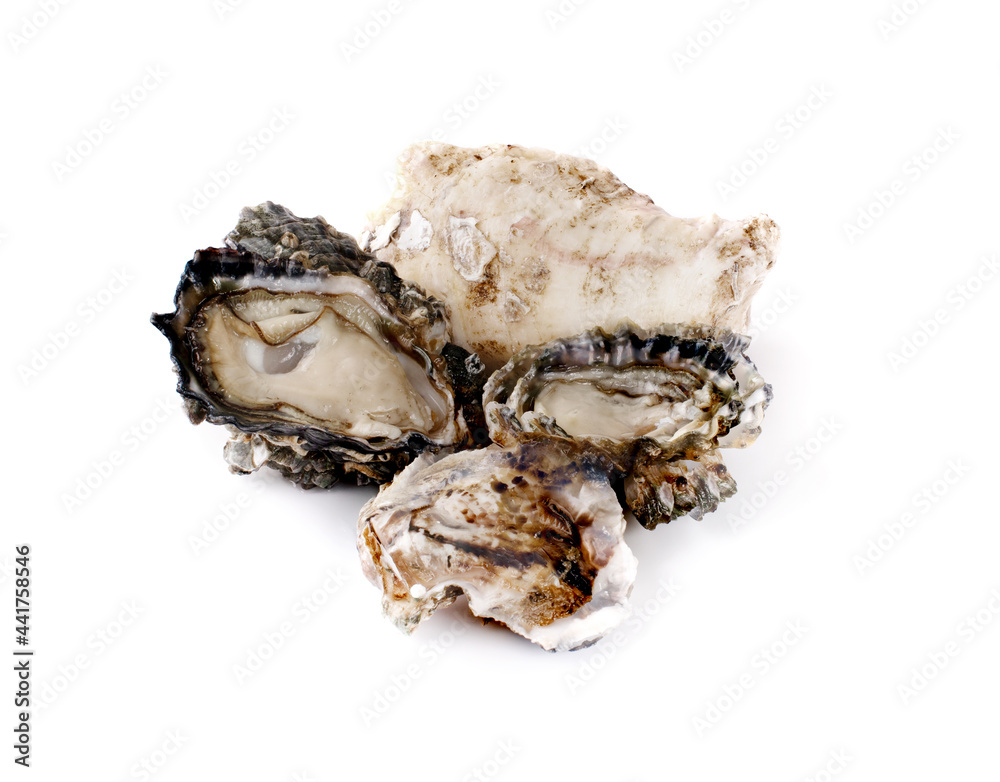 oyster isolate on white background. oyster isolate on white background.
