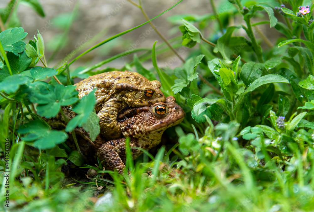 Obraz premium a couple of toads mating in the forest