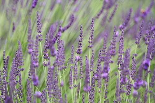 Lavender Flowers with Mt.Fuji 