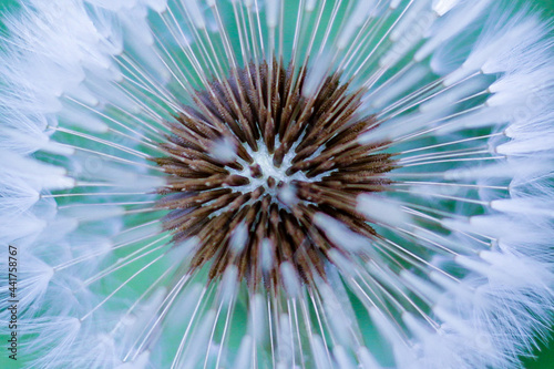 Imagen radial macro del centro de una flor dando una apariencia abstracta parecida a un virus © Ruben