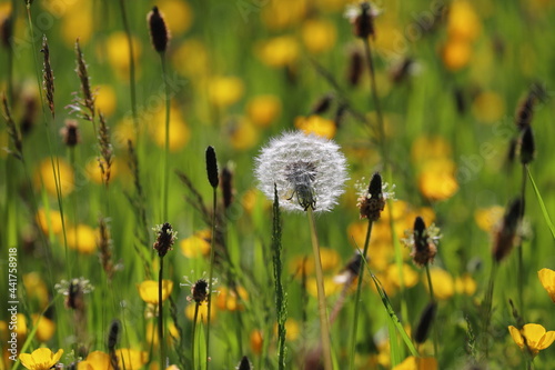 Tableau sur toile A Dandelion Seed Head Surrounded by Buttercups in a Meadow, County Durham, England, UK