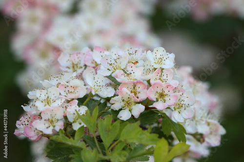Close up image of Hawthorn Tree Blossom. © Colin Ward