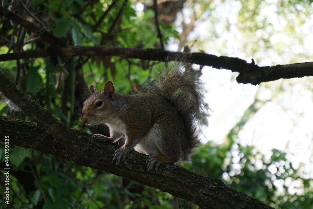 Squirrel on a tree looking for food Squirrel on a tree looking for food