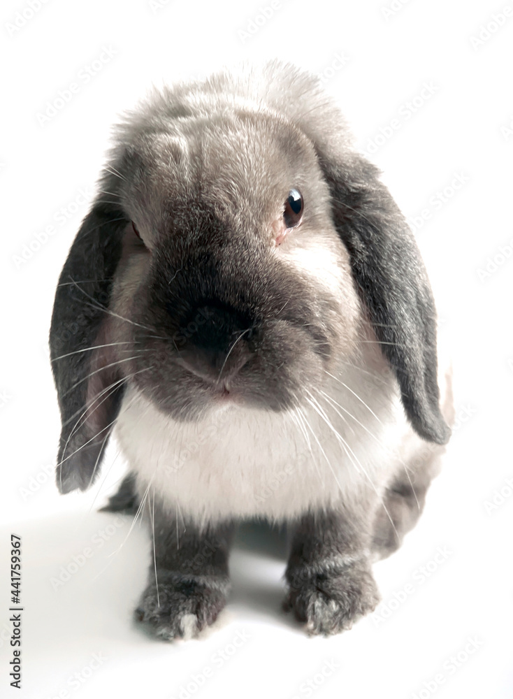 Decorative fold small white rabbit sits on a white background. Decorative fold small white rabbit sits on a white background.