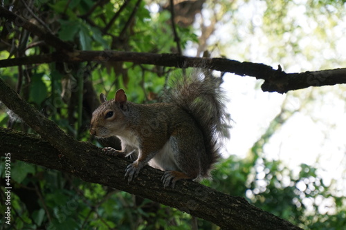 Squirrel on a tree looking for food
