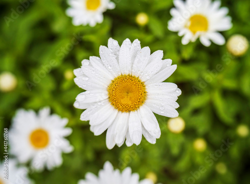 white daisy flower