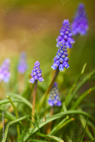 Grape Hyacinth growing in the grass