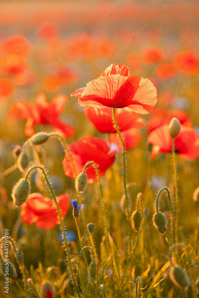 Obraz premium Czerwone maki.