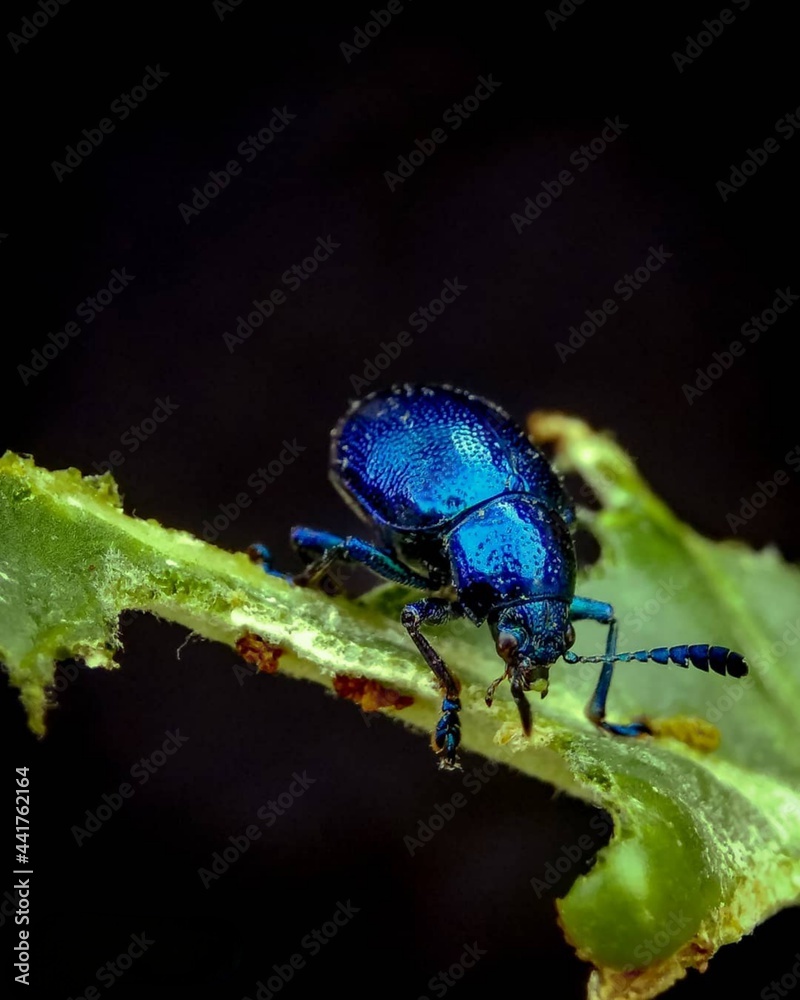 Fototapeta premium bug on a leaf