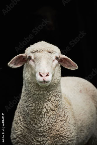 Sheep isolated on black background