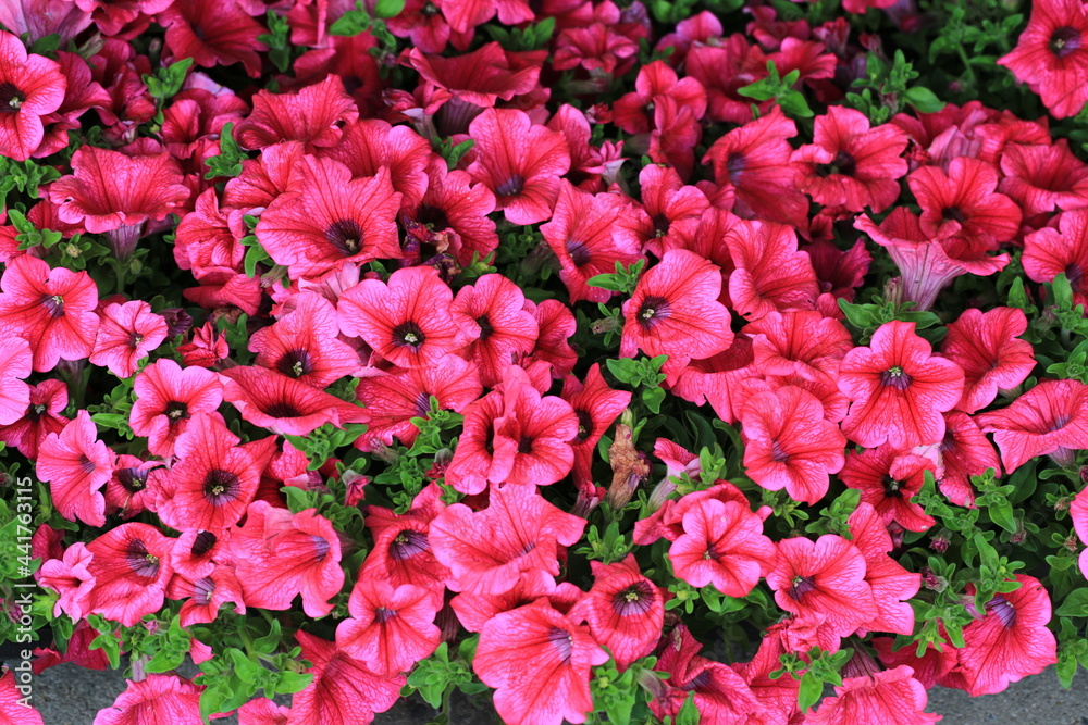 Field of petunias in sunny June Field of petunias in sunny June