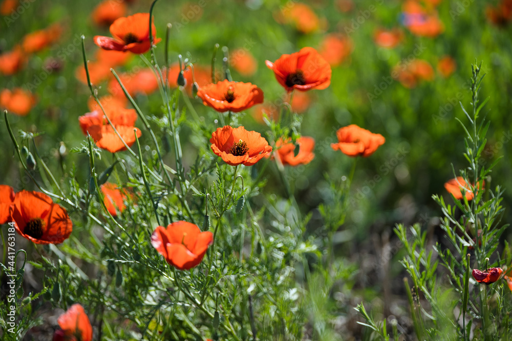 Obraz premium field of red poppies