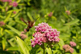 Hummingbird Moth (hemaris thysbe) clearwing feeding on rose milkweed nectar in pollinator garden