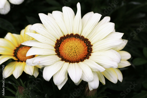 Blooming treasure flower in June