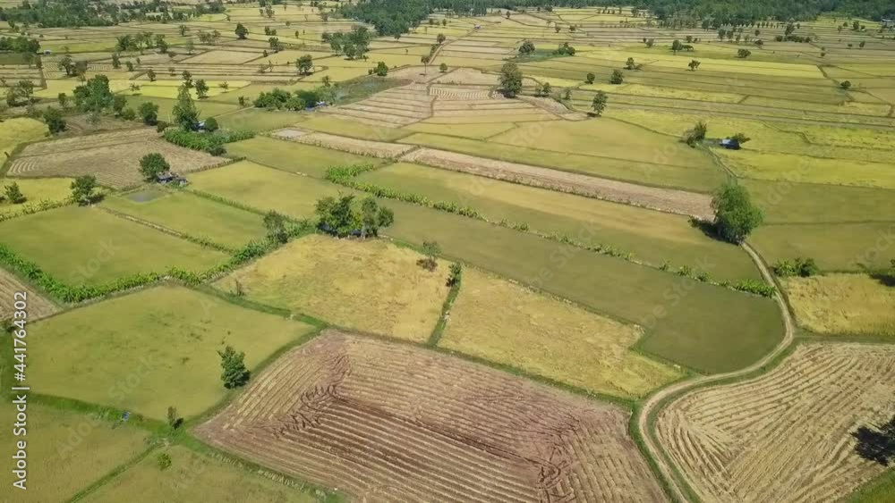 Bird view. Golden fields in the winter of Thailand. Bird view. Golden fields in the winter of Thailand.