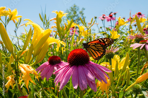 Monarch butterfly sips nectar from beautiful wildflower and lilies in perennial garden photo