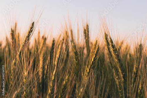 Rye field at a warm summer evening sunset.