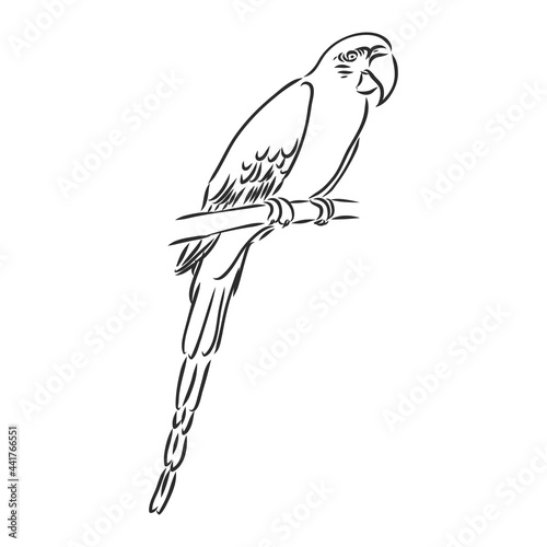 tropical parrot and bird head black and white vector outline